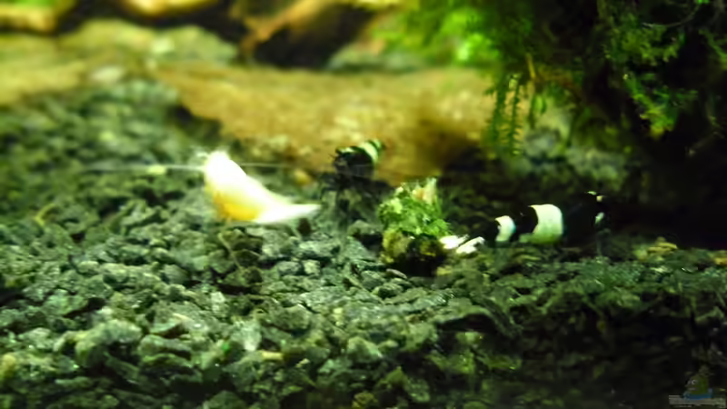 Besatz im Aquarium Das Kleine (Nur noch als Beispiel) von Ruppinho (51)