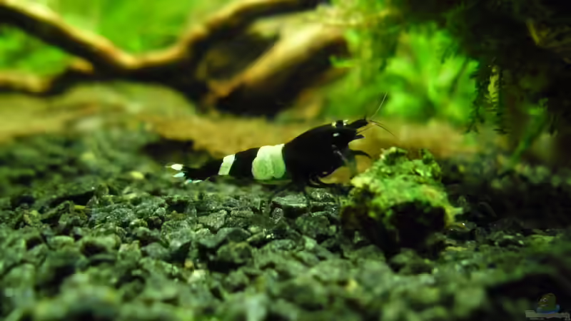 Besatz im Aquarium Das Kleine (Nur noch als Beispiel) von Ruppinho (52)