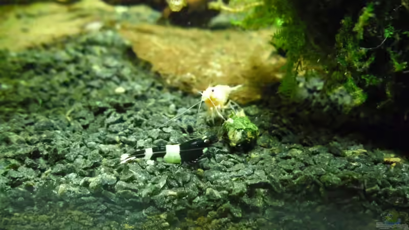 Besatz im Aquarium Das Kleine (Nur noch als Beispiel) von Ruppinho (53)