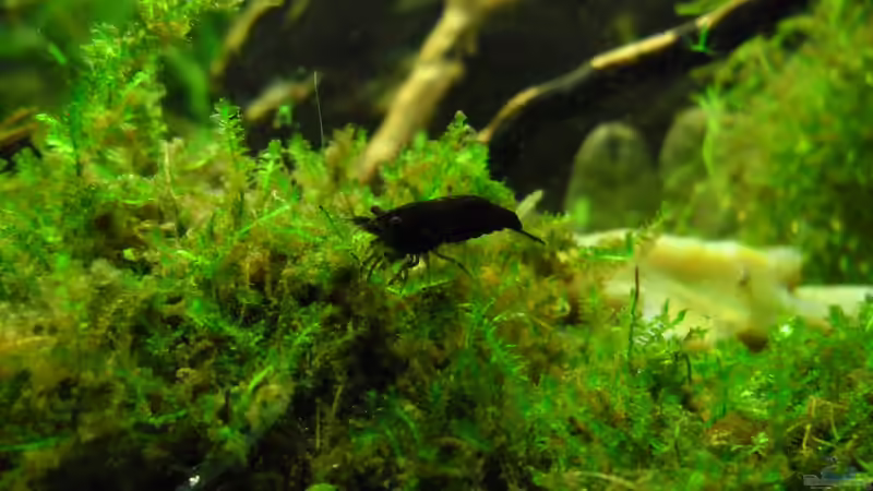 Besatz im Aquarium Das Kleine (Nur noch als Beispiel) von Ruppinho (54)