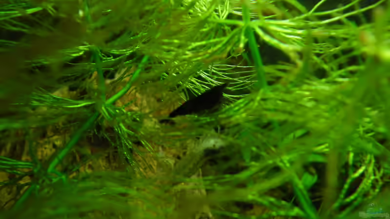 Besatz im Aquarium Das Kleine (Nur noch als Beispiel) von Ruppinho (55)