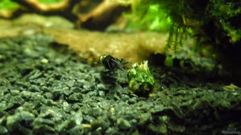 Besatz im Aquarium Das Kleine (Nur noch als Beispiel) von Ruppinho (56)