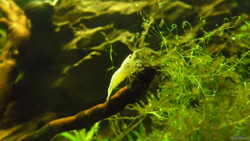 Besatz im Aquarium Das Kleine (Nur noch als Beispiel) von Ruppinho (57)