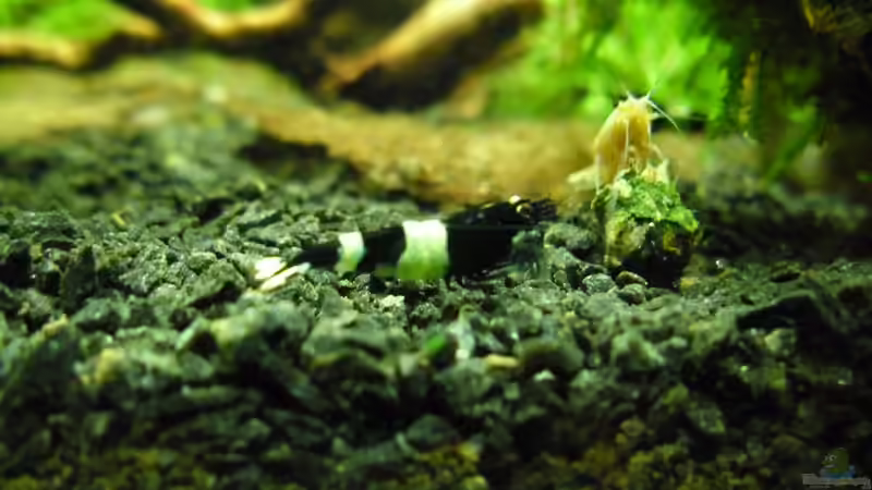 Besatz im Aquarium Das Kleine (Nur noch als Beispiel) von Ruppinho (58)