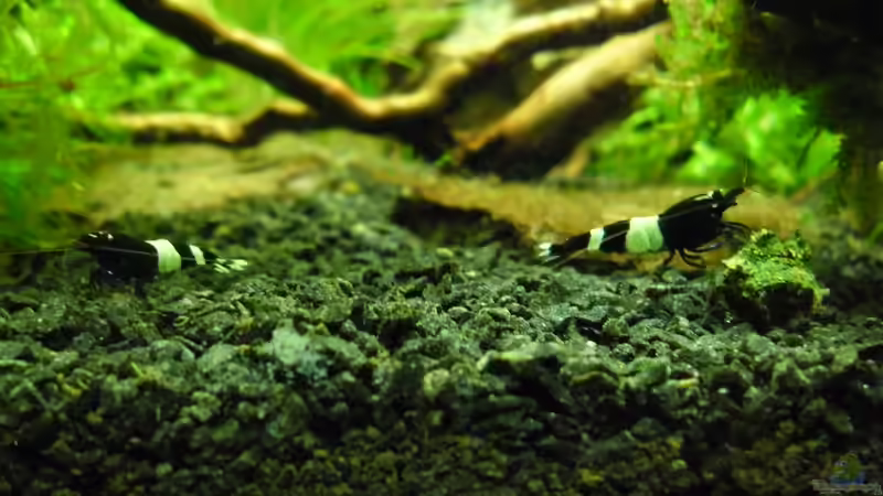 Besatz im Aquarium Das Kleine (Nur noch als Beispiel) von Ruppinho (59)