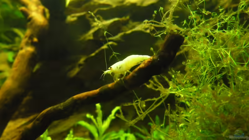 Besatz im Aquarium Das Kleine (Nur noch als Beispiel) von Ruppinho (62)