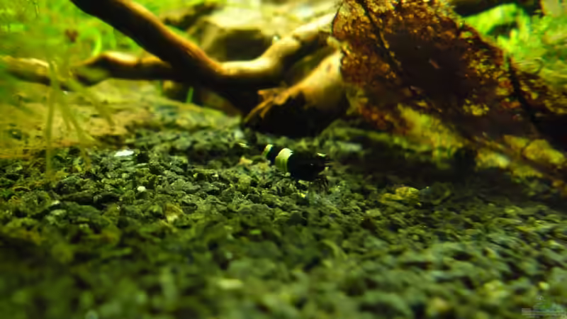 Besatz im Aquarium Das Kleine (Nur noch als Beispiel) von Ruppinho (63)