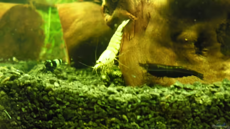 Besatz im Aquarium Das Kleine (Nur noch als Beispiel) von Ruppinho (64)