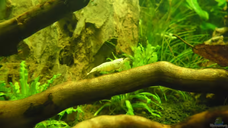 Besatz im Aquarium Das Kleine (Nur noch als Beispiel) von Ruppinho (65)