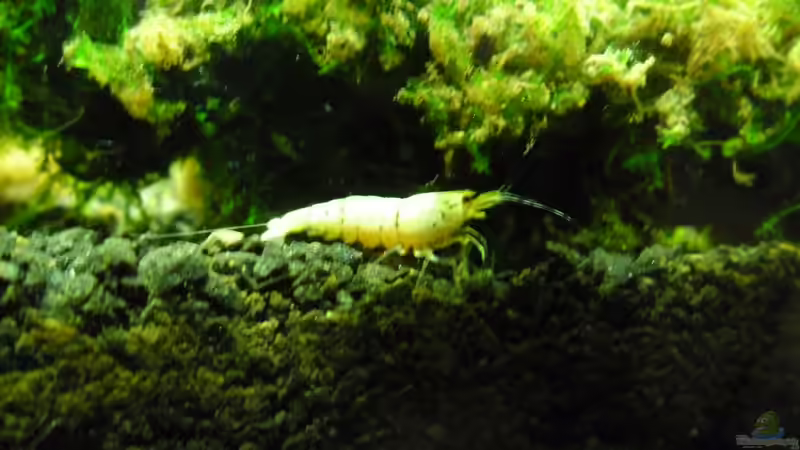 Besatz im Aquarium Das Kleine (Nur noch als Beispiel) von Ruppinho (66)