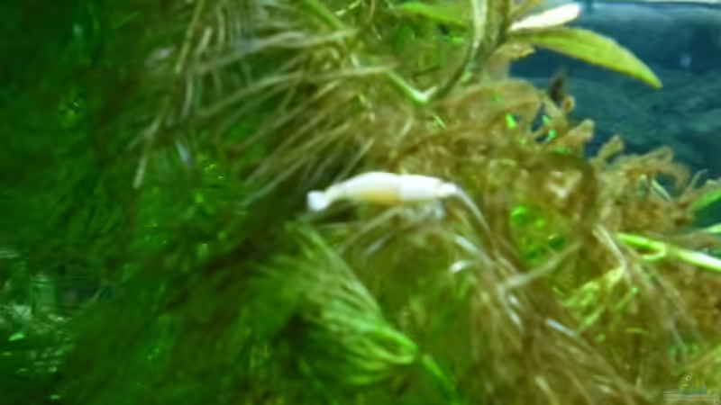 Besatz im Aquarium Das Kleine (Nur noch als Beispiel) von Ruppinho (67)