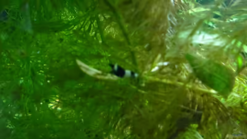 Besatz im Aquarium Das Kleine (Nur noch als Beispiel) von Ruppinho (68)