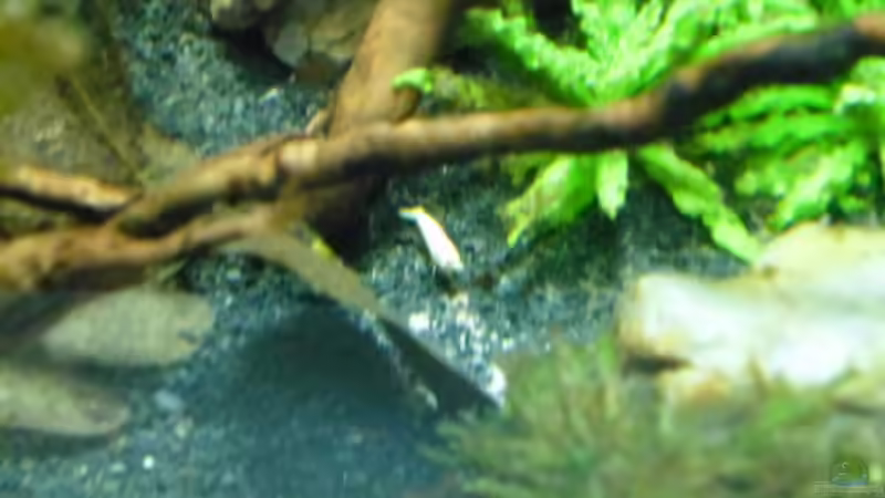 Besatz im Aquarium Das Kleine (Nur noch als Beispiel) von Ruppinho (70)