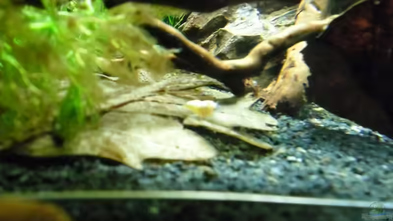 Besatz im Aquarium Das Kleine (Nur noch als Beispiel) von Ruppinho (71)