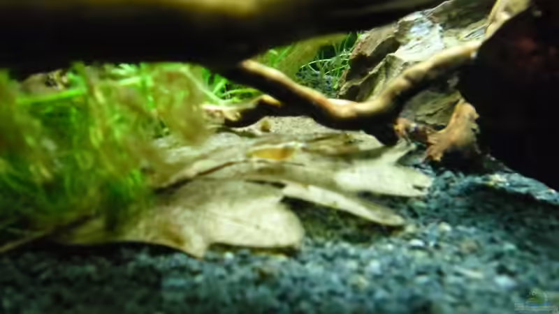 Besatz im Aquarium Das Kleine (Nur noch als Beispiel) von Ruppinho (72)