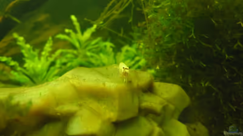 Besatz im Aquarium Das Kleine (Nur noch als Beispiel) von Ruppinho (75)