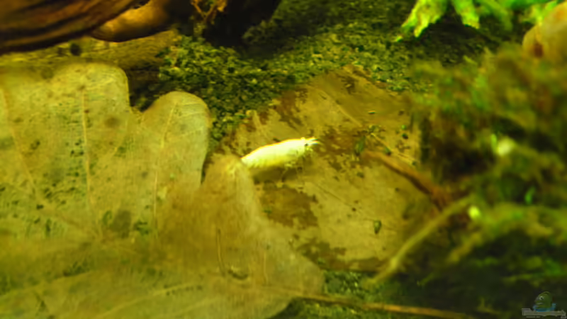 Besatz im Aquarium Das Kleine (Nur noch als Beispiel) von Ruppinho (76)