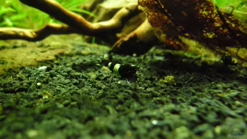 Besatz im Aquarium Das Kleine (Nur noch als Beispiel) von Ruppinho (77)