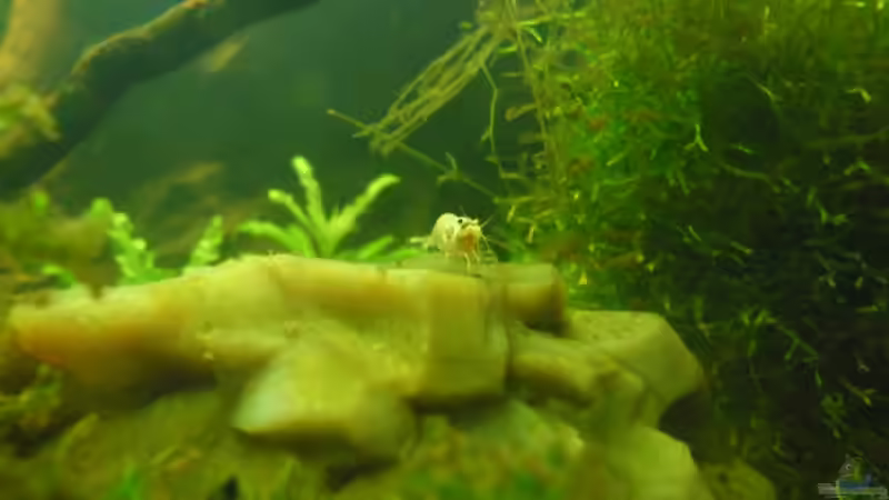 Besatz im Aquarium Das Kleine (Nur noch als Beispiel) von Ruppinho (78)