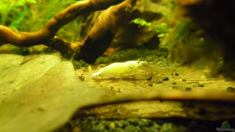 Besatz im Aquarium Das Kleine (Nur noch als Beispiel) von Ruppinho (80)