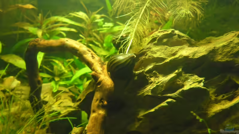 Besatz im Aquarium Das Kleine (Nur noch als Beispiel) von Ruppinho (82)