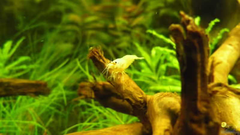 Besatz im Aquarium Das Kleine (Nur noch als Beispiel) von Ruppinho (87)