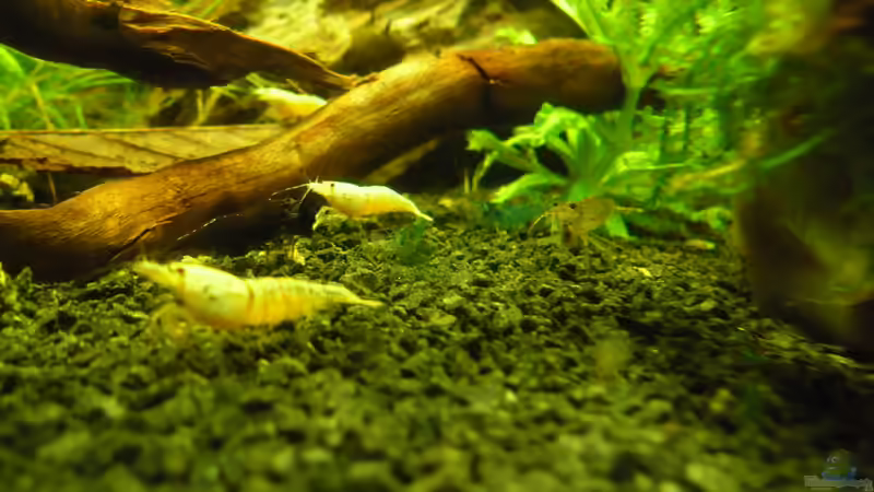 Besatz im Aquarium Das Kleine (Nur noch als Beispiel) von Ruppinho (88)