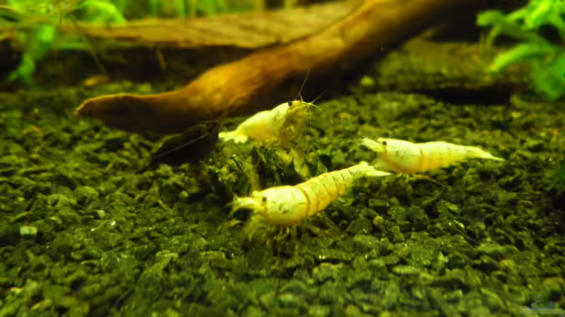 Besatz im Aquarium Das Kleine (Nur noch als Beispiel) von Ruppinho (89)