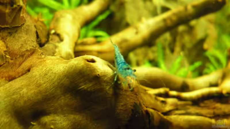 Besatz im Aquarium Das Kleine (Nur noch als Beispiel) von Ruppinho (91)