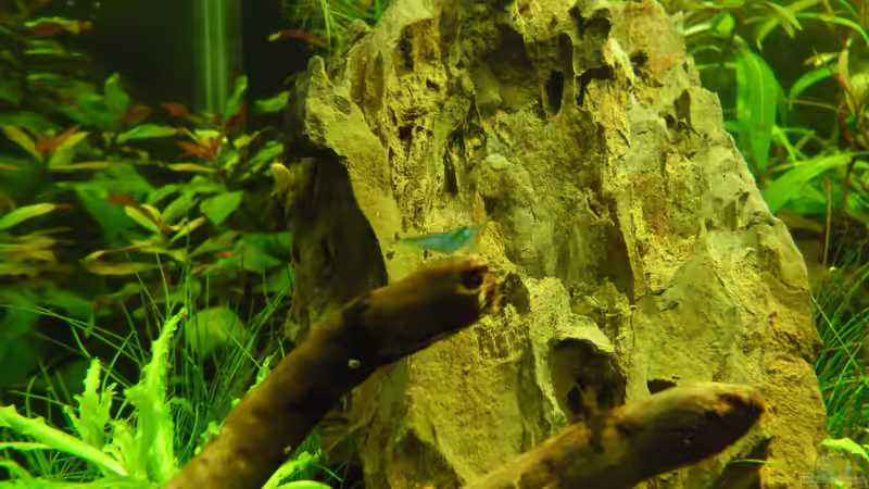 Besatz im Aquarium Das Kleine (Nur noch als Beispiel) von Ruppinho (95)