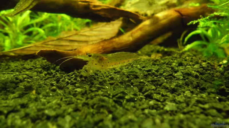 Besatz im Aquarium Das Kleine (Nur noch als Beispiel) von Ruppinho (96)