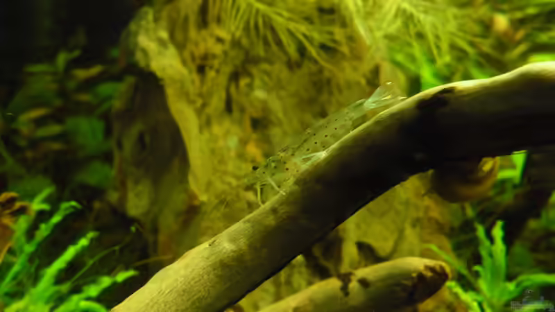 Besatz im Aquarium Das Kleine (Nur noch als Beispiel) von Ruppinho (97)