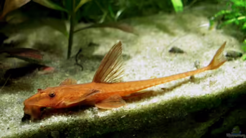 Besatz im Aquarium Das Kleinere von Plankton (13)