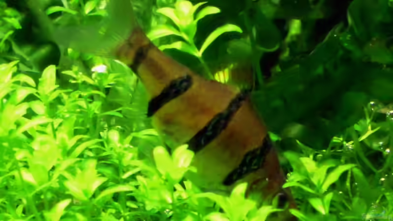 Besatz im Aquarium Das Kleinere von Plankton (15)