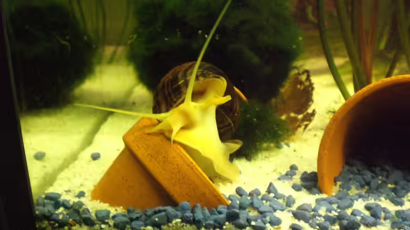 Besatz im Aquarium Das Koggenwasser von Max Utsch (3)