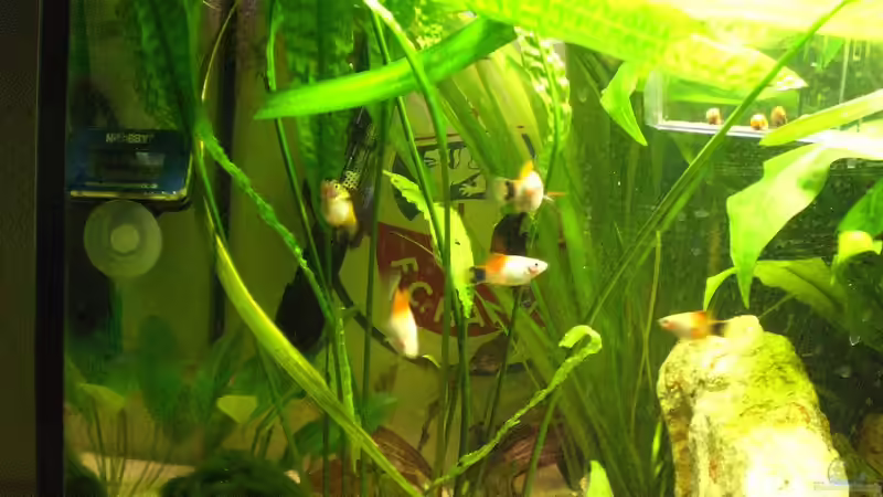 Besatz im Aquarium Das Koggenwasser von Max Utsch (4)