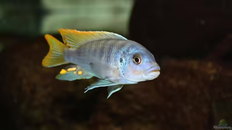 Besatz im Aquarium Das Malawibecken von timme (46)