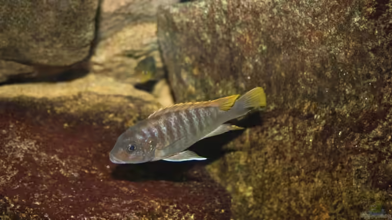 Besatz im Aquarium Das Malawibecken von timme (48)
