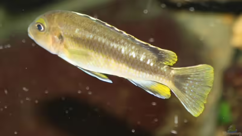 Besatz im Aquarium Das Malawibecken von timme (49)