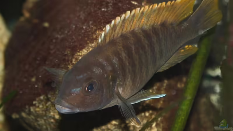 Besatz im Aquarium Das Malawibecken von timme (50)