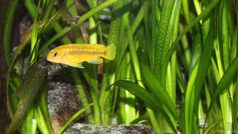 Besatz im Aquarium Das Malawibecken von timme (51)