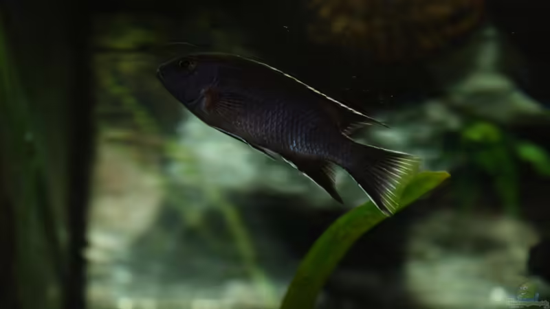 Besatz im Aquarium Das Malawibecken von timme (53)