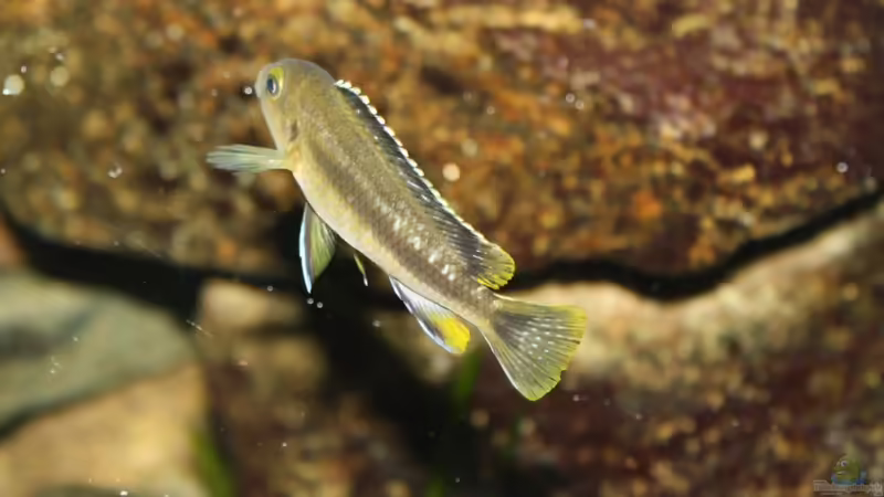 Besatz im Aquarium Das Malawibecken von timme (54)