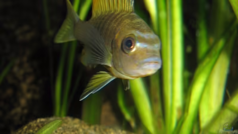 Besatz im Aquarium Das Malawibecken von timme (56)