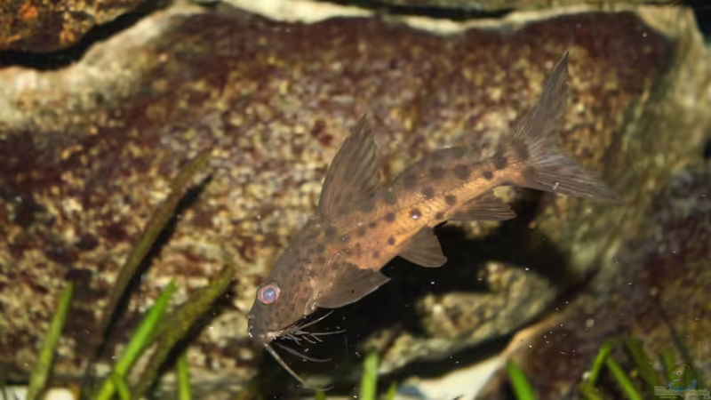 Besatz im Aquarium Das Malawibecken von timme (57)