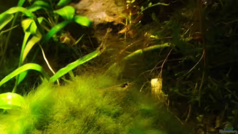 Besatz im Aquarium Das Wirbellosen- und Guppybecken von timme (30)