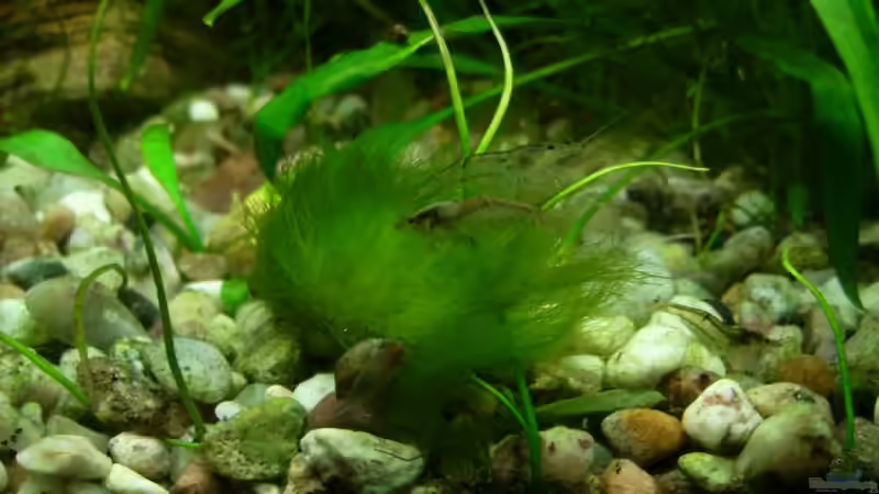 Besatz im Aquarium Das Wirbellosen- und Guppybecken von timme (35)