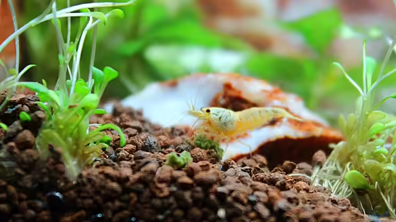 Besatz im Aquarium Death Valley von Trimmy (11)