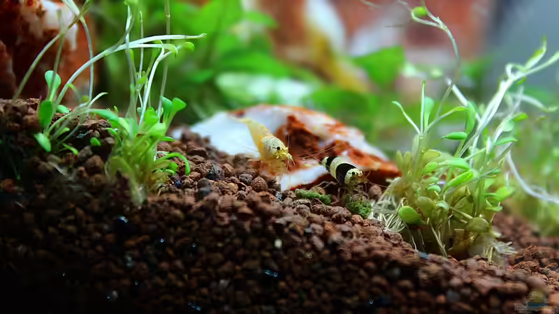 Besatz im Aquarium Death Valley von Trimmy (12)