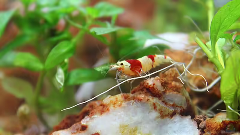 Besatz im Aquarium Death Valley von Trimmy (13)